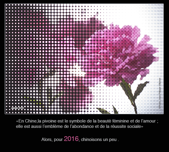 pivoine